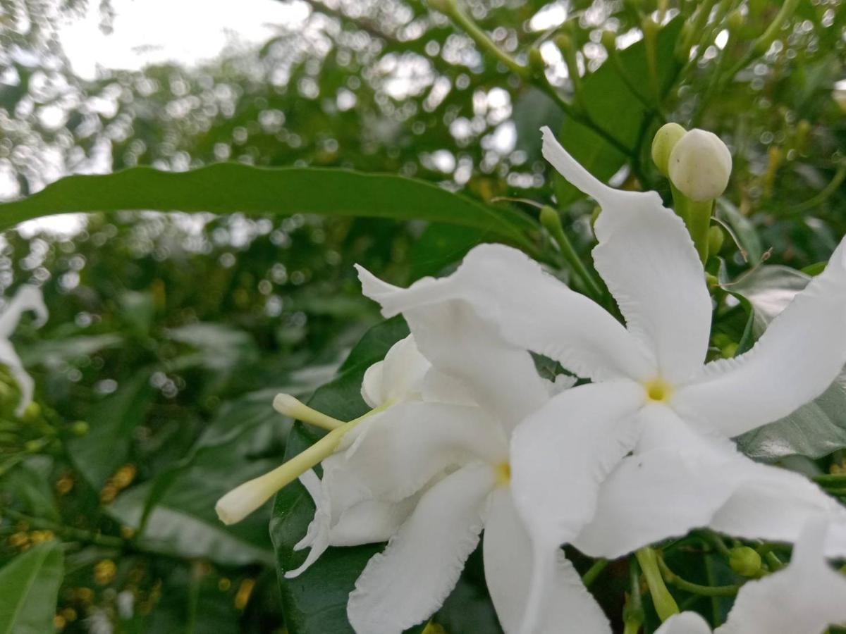 Ban Chang Klang Na Nong ap Chang Bagian luar foto