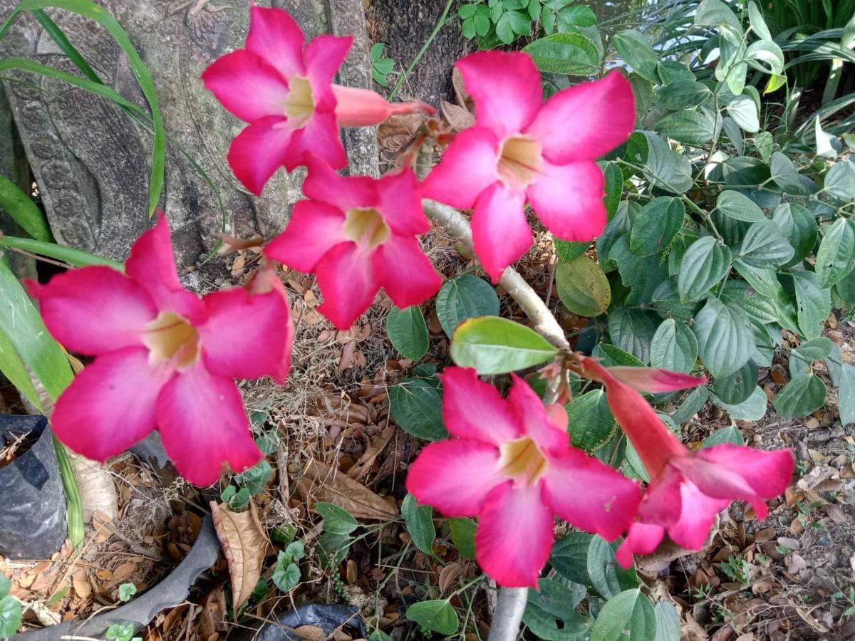Ban Chang Klang Na Nong ap Chang Bagian luar foto