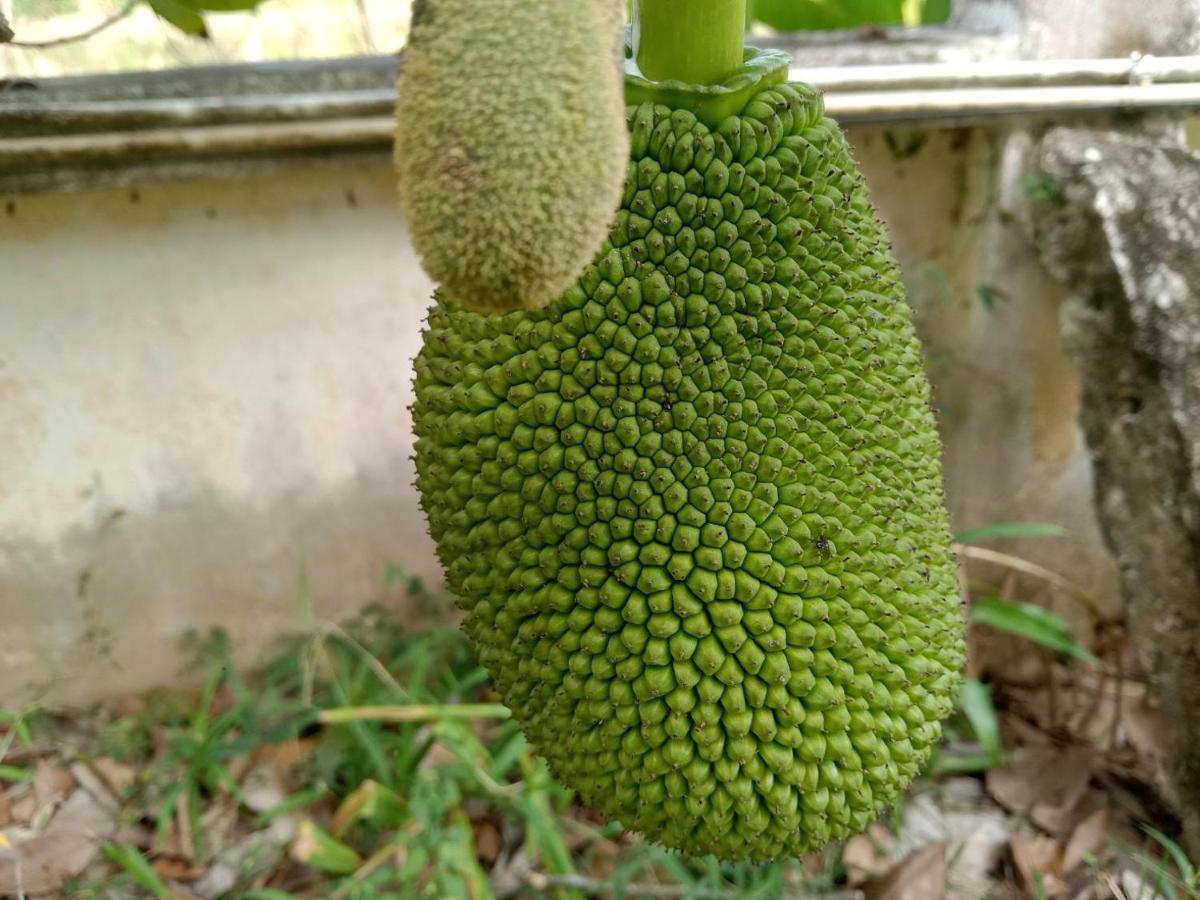 Ban Chang Klang Na Nong ap Chang Bagian luar foto