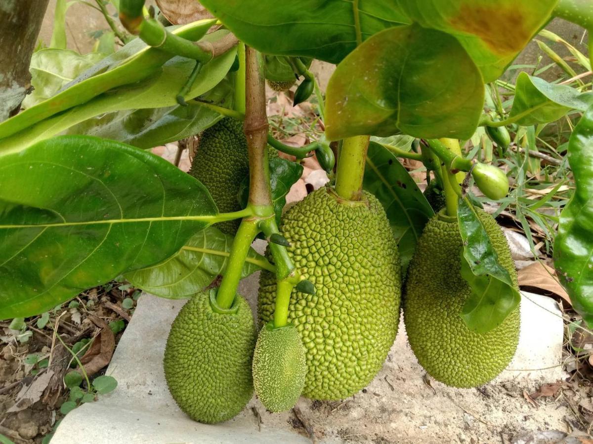 Ban Chang Klang Na Nong ap Chang Bagian luar foto